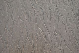 纹理，木材，沙子，胶合板，野生动物，动物，哺乳动物，大象