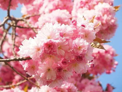 白色,粉色,花卉摄影,花卉,摄影,樱花,日本樱花,气味 白色,粉色,花卉摄影,花卉,摄影,樱花,日本樱花,气味
