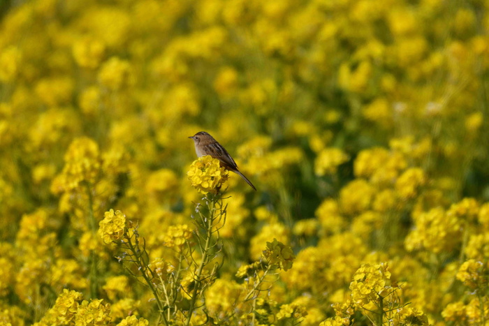 花卉、田野、天然、植物、农业商业公司、萝卜油菜、黄色、野生动物