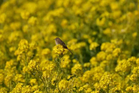 花卉、田野、天然、植物、农业商业公司、萝卜油菜、黄色、野生动物
