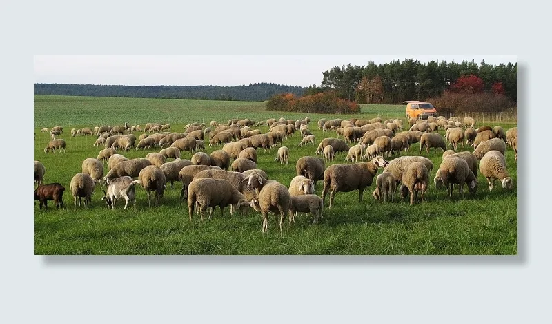 绵羊，羊群，pfrech，羊群，家养绵羊，动物，草地，草