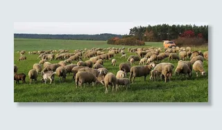 绵羊，羊群，pfrech，羊群，家养绵羊，动物，草地，草