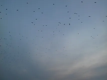 波兰、托伦、天空、乌鸦、飞翔、无人、鸟、大型动物群