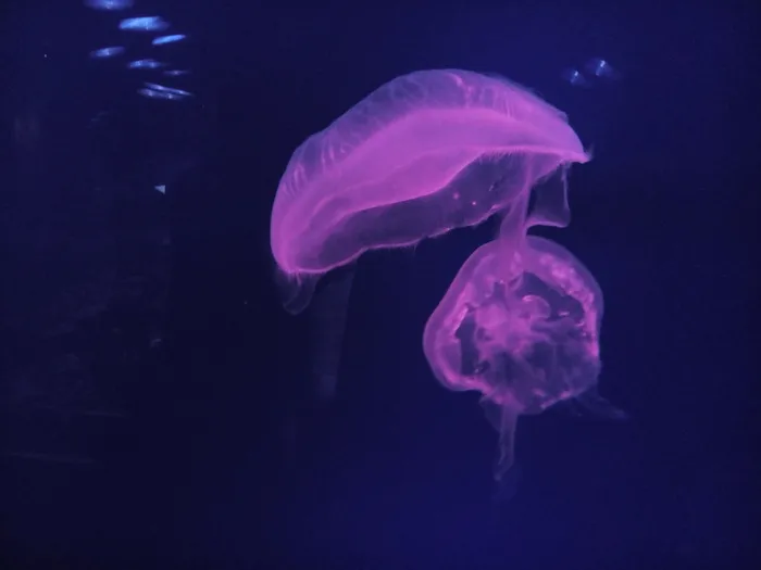 迪拜，阿拉伯联合酋长国，水族馆，水母，鱼类，旅游，水母，海洋生物