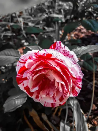 粉色，前色，有斑点，自然之美，花朵，脆弱，脆弱，开花植物