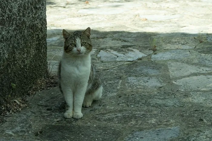动物，宠物，眼睛，灰色，猫，猫脸，特写，家养