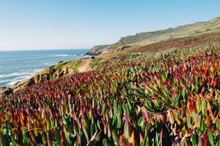 美国, 马林县, 悬崖, 海洋, 旧金山, 红色, 多肉植物, 草