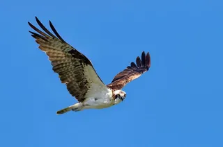 低，角度，棕色，白色，鹰，飞行，翱翔，蓝色