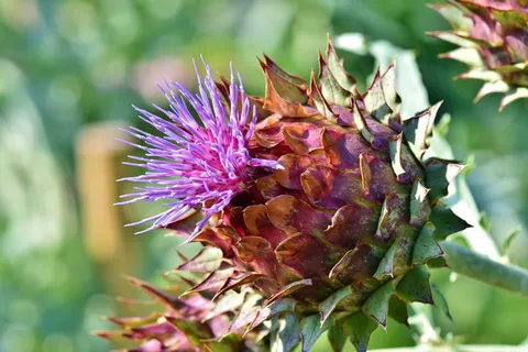 洋蓟、蔬菜、开花、美味、食物、营养、素食、健康