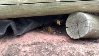 在美国，诺福克，弗吉尼亚动物公园，木质材料，无人，交通，白天，户外