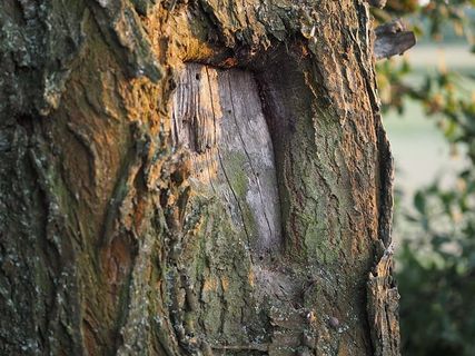 树、树皮、原木、自然、美学、结构、森林、面孔