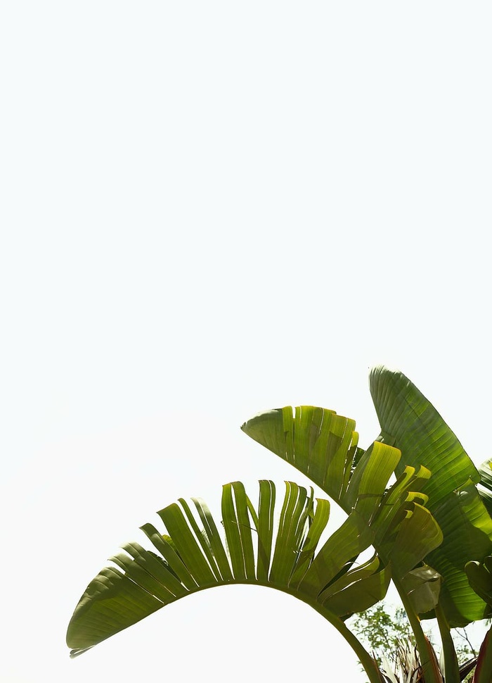 香蕉树，绿色，植物，叶子，植物，自然，叶子，树木