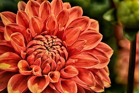 大丽花,植物,花朵,花朵,花朵,自然,花瓣,特写 大丽花,植物,花朵,花朵,花朵,自然,花瓣,特写