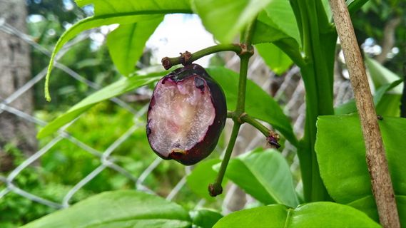 水果、酸橙、柑橘、食品、有机、热带、成熟、自然