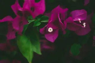 粉红三角梅的特写摄影