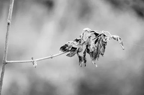 灰度，图像，干燥，叶子，符号，自然，干燥，干燥