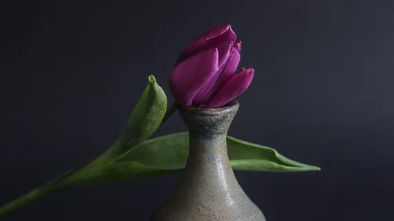 郁金香,植物,花,紫色,美丽,特写,感觉,开花植物 郁金香,植物,花,紫色,美丽,特写,感觉,开花植物