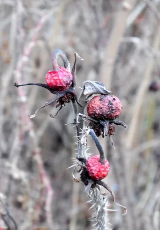 秋天，干燥，灰色，植物，特写，花，开花植物，聚焦前景