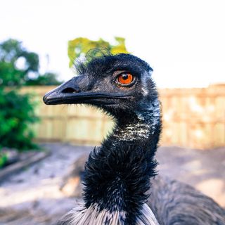 鸸鹋,鸸鹋,奇异的,奇异的鸟,宠物,动物肖像,动物,鸟 鸸鹋,鸸鹋,奇异的,奇异的鸟,宠物,动物肖像,动物,鸟