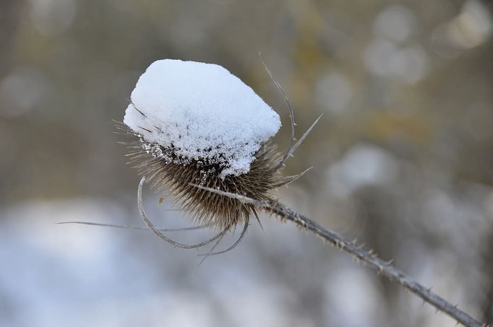 植物、蓟、雪、特写、聚焦前景、低温、冬季、白色