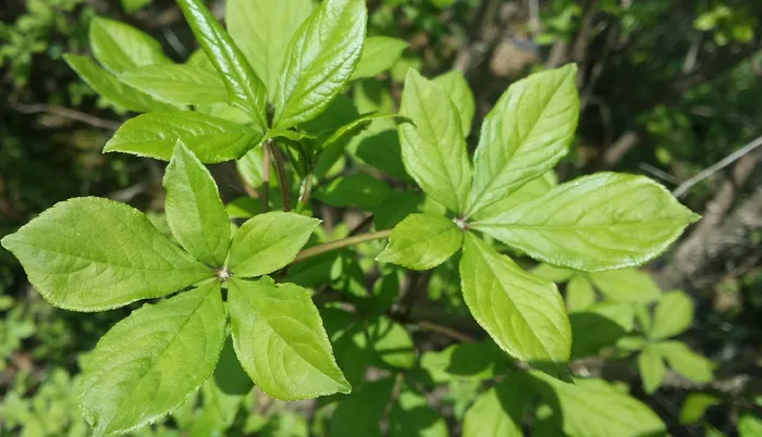 gasiohgapi，刺五加，叶，叶，植物部分，绿色，生长，植物