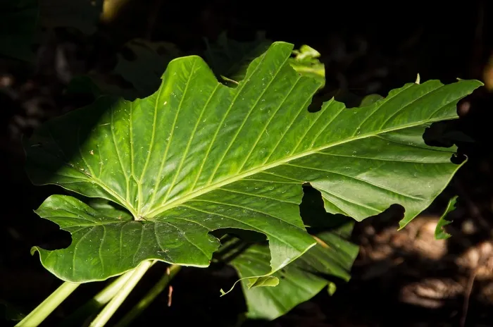 叶子，绿色，cunjavoi，alocasia brisbanensis，雨林，森林，亚热带，有毒