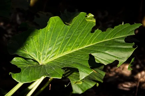 叶子,绿色,cunjavoi,alocasia brisbanensis,雨林,森林,亚热带,有毒 叶子,绿色,cunjavoi,alocasia brisbanensis,雨林,森林,亚热带,有毒
