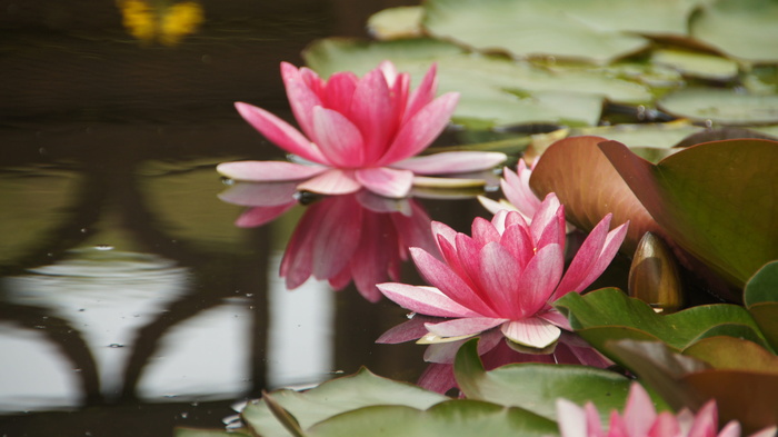 睡莲，池塘，花园池塘，水花，水花，池塘花，花卉，开花植物