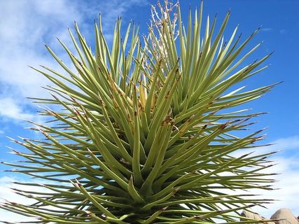 仙人掌，刺状，刺状，植物，死亡谷，自然，沙漠，白天