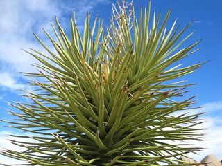 仙人掌，刺状，刺状，植物，死亡谷，自然，沙漠，白天