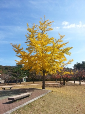 银杏、景观、黄色、木材、公园、秋天、树木、植物