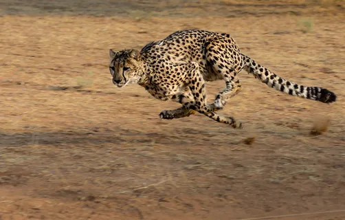 猎豹、非洲、纳米比亚、猫、奔跑、狩猎、大猫、猫科动物 猎豹、非洲、纳米比亚、猫、奔跑、狩猎、大猫、猫科动物