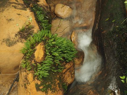 *，西哲，新台北市，水，小溪，植物，树木，自然