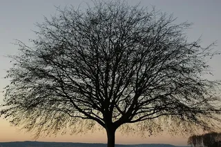 树，树枝，金色花园，海滩，西雅图，看台，黄昏，黄昏