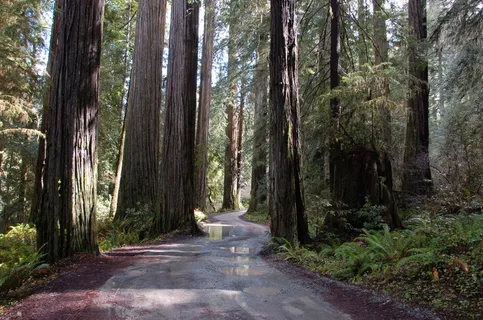 加州红杉,红杉,树木,红杉,道路,森林,森林,巨树 加州红杉,红杉,树木,红杉,道路,森林,森林,巨树