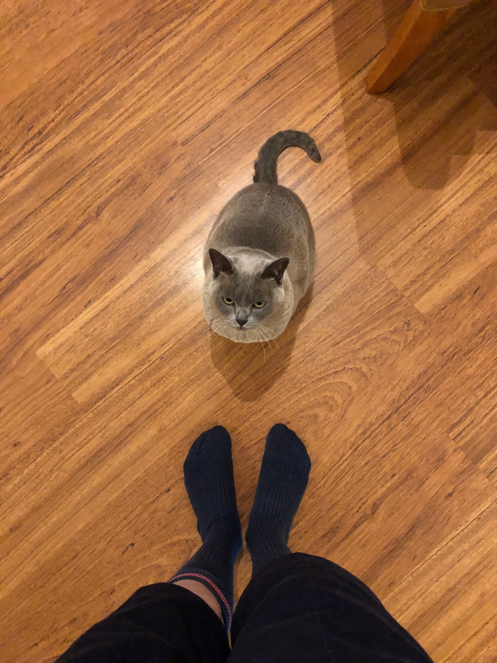缅甸猫，缅甸猫，灰猫，灰猫，猫，低截面，人腿，动物