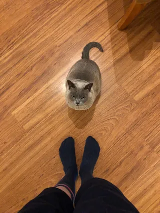 缅甸猫，缅甸猫，灰猫，灰猫，猫，低截面，人腿，动物