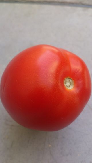 食品，健康，桌面，颜色，水果，蔬菜，新鲜度，夏季