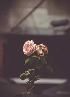 粉红玫瑰微距摄影