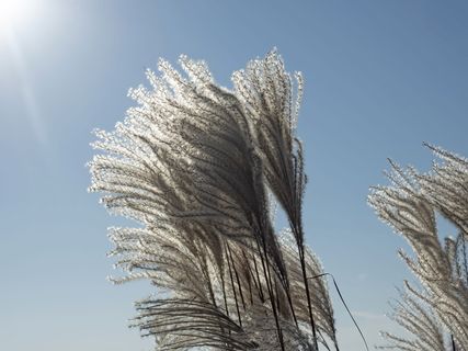 芒属，芒属，背光，甘草，禾本科，银泉，竹草编辑此页面，闪烁