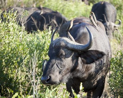 南非、hluhluwe、水牛、水牛角、公牛、角、鸟、啄牛鸟