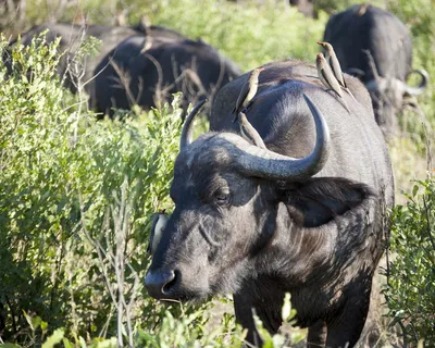 南非、hluhluwe、水牛、水牛角、公牛、角、鸟、啄牛鸟 南非、hluhluwe、水牛、水牛角、公牛、角、鸟、啄牛鸟