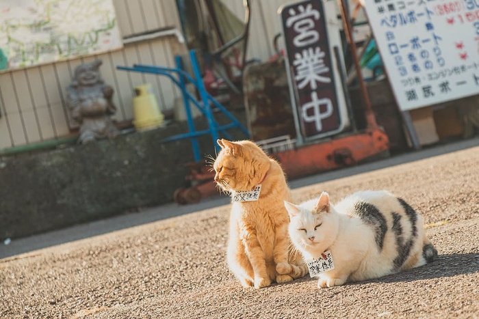 动物，猫，可爱的，猫，毛茸茸的，宠物，街道，哺乳动物