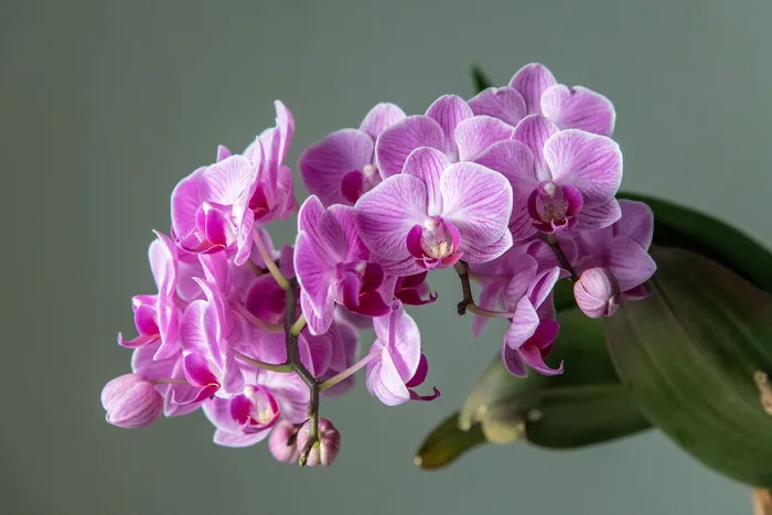 兰花、花朵、粉色、自然、紫色、蝴蝶兰、植物群、花园