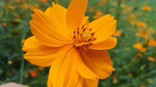 flores，amarelo，margarida，开花植物，花朵，新鲜度，植物，脆弱性