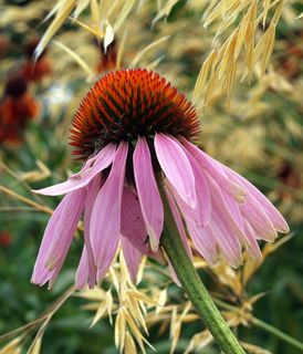 花朵，圆锥花，开花，开花植物，植物，特写，脆弱，美丽