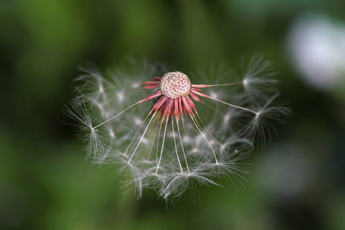 白蒲公英花, 蒲公英, 自然, 植物, 花, 背景, 特写, 带刺