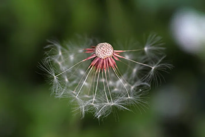 白蒲公英花, 蒲公英, 自然, 植物, 花, 背景, 特写, 带刺