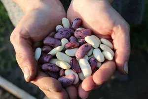白色，粉色，种子，人，手，扁豆，食物，人