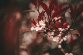 白花选择性聚焦照片